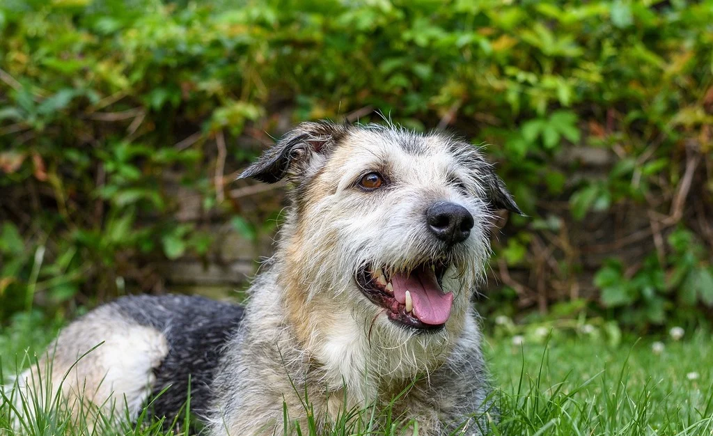 Happy calm dog lying on grass after reactive dog training online program